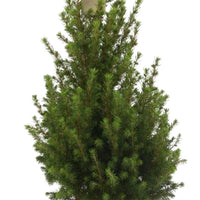 Épicéa nain Picea glauca Conica  - Mini sapin de Noël