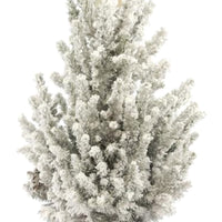 Picea glauca vert-blanc enneigé avec cache-pot blanc  - Mini sapin de Noël