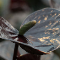 Langue de feu Anthurium andreanum Noir avec pot décoratif
