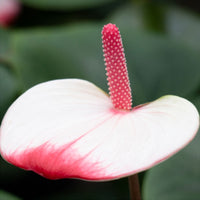 Langue de feu Anthurium 'Hotlips' Rose-Blanc