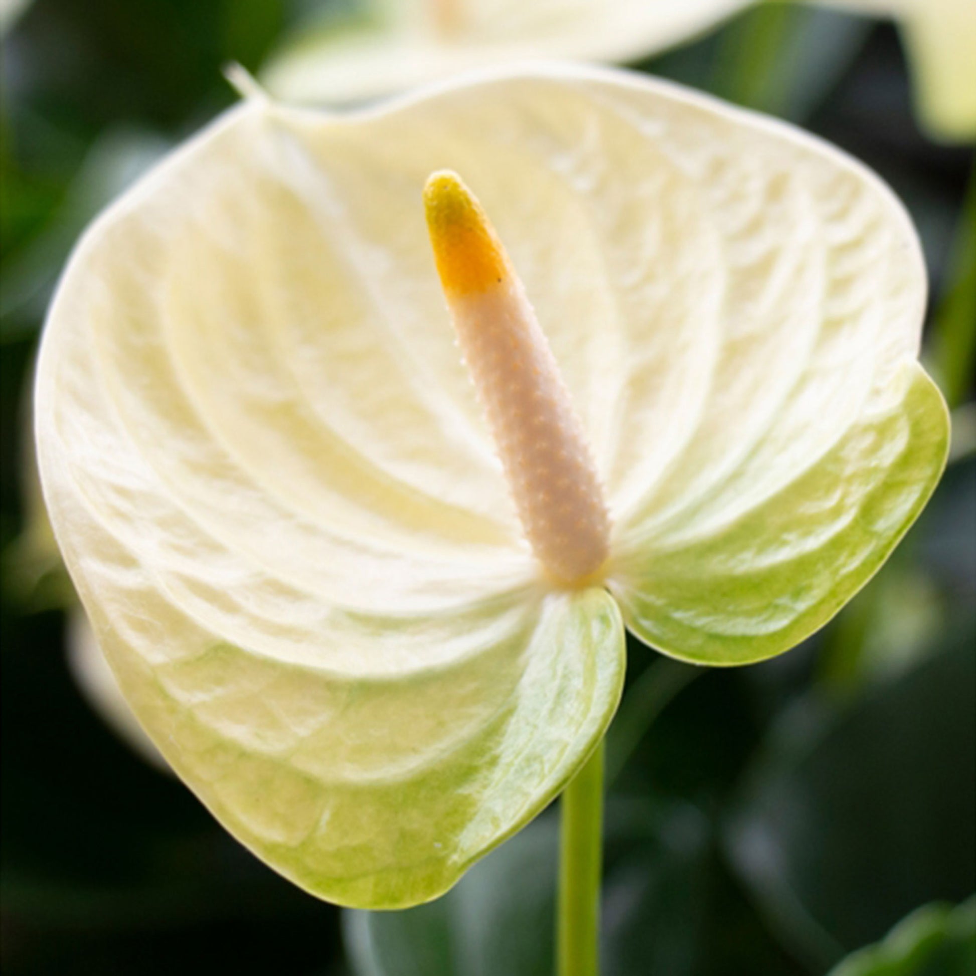 anthurium andreanum feuille jaune Langue de feu Anthurium andreanum Crème