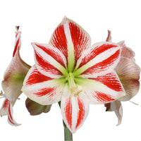 2x Amaryllis Hippeastrum 'Striped' rouge-blanc incl. cache-pots