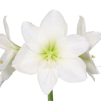 2x Amaryllis Hippeastrum blanc incl. cache-pots