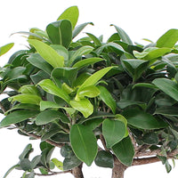 Bonsai Ficus 'Ginseng' pot en béton incluse
