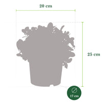3x Gaulthérie Gaultheria sp. procumbens 'Big Berry' avec cache-pot gris