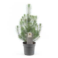 Pinus pinea 'Silver Crest'  - Mini sapin de Noël