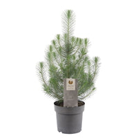 Pinus pinea 'Silver Crest'  - Mini sapin de Noël