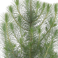 Pinus pinea 'Silver Crest'  - Mini sapin de Noël