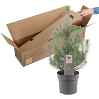 Pinus pinea 'Silver Crest'  - Mini sapin de Noël