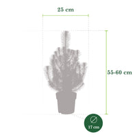 Pinus pinea 'Silver Crest'  - Mini sapin de Noël