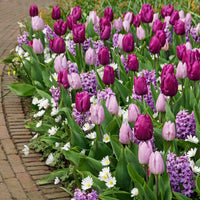 50x Bulbes de fleurs - Mélange 'Royal Purple'