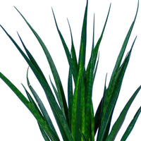 Sansevieria 'Friends' avec cache-pot