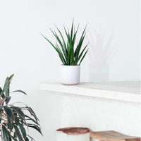 Sansevieria 'Friends' avec cache-pot