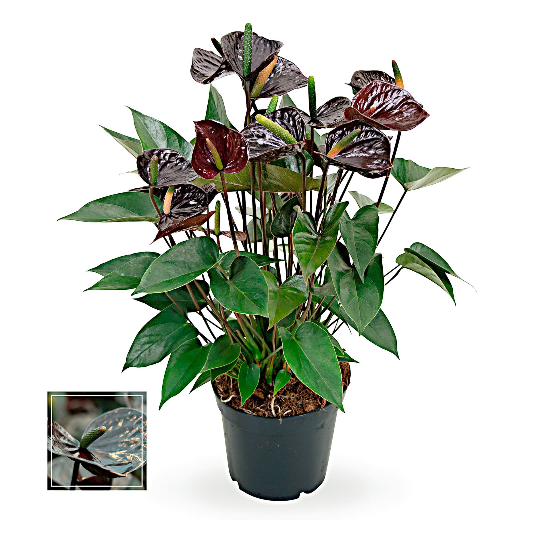 anthurium intérieur Langue de feu Anthurium andreanum Noir