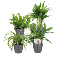 4x Plantes purificatrices d'air - Mélange  incl. Cache-pots Elho Anthracite