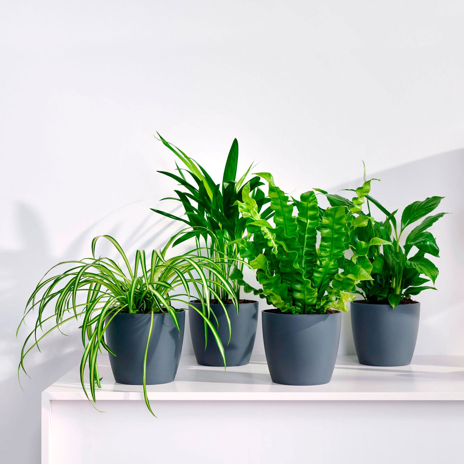 Plantes d'intérieur faciles d'entretien avec cache-pot