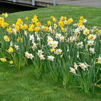25x Narcisse Narcissus - Mélange 'Dwarf' biologique jaune-blanc