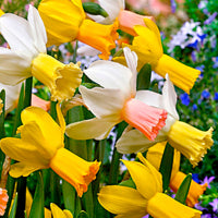25x Narcisse Narcissus - Mélange 'Dwarf' biologique jaune-blanc