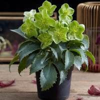 Hellébore de Corse Helleborus argutifolius Vert