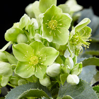 Hellébore de Corse Helleborus argutifolius Vert