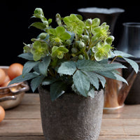 Helleborus x sternii 'Silver Dollar' Vert-Gris