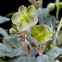 Helleborus x sternii 'Silver Dollar' Vert-Gris