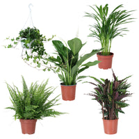 5x Plantes purificatrices d'air - Mélange