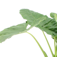 Oreilles d'éléphant Alocasia macrorrhizos XL