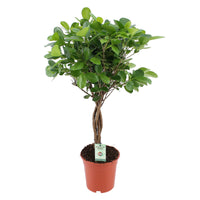Ficus microcarpa 'Moclame'  sur tige
