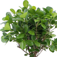 Ficus microcarpa 'Moclame'  sur tige