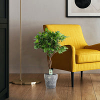 Ficus microcarpa 'Moclame'  sur tige