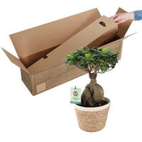 Figuier bonsaï Ficus microcarpa 'Ginseng' XL incl. panier