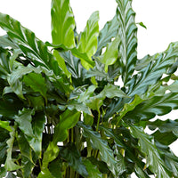 3x Calathea 'Blue grass'