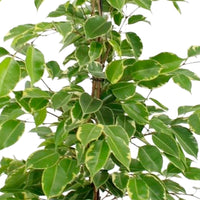 Figuier pleureur Ficus benjamina 'Golden King'