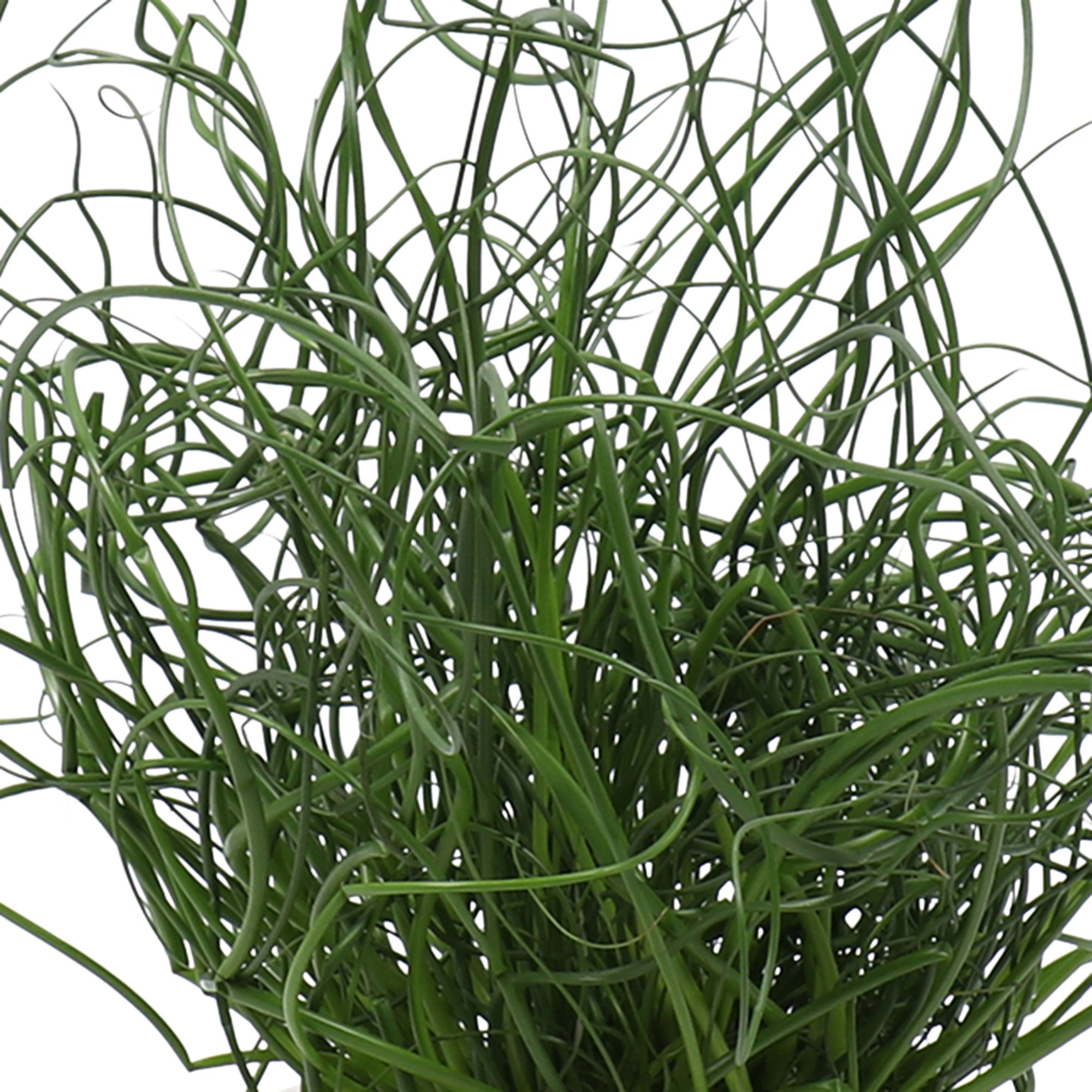 Achetez Maintenant Une Plante D int rieur 2x Jonc pars Juncus achetez-maintenant-une-plante-d-int-rieur-2x-jonc-pars-juncus
