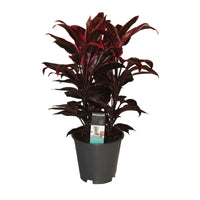 Épinard hawaïen Cordyline 'Mambo'