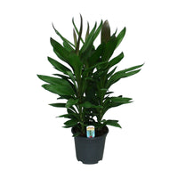 Épinard hawaïen Cordyline 'Glauca'