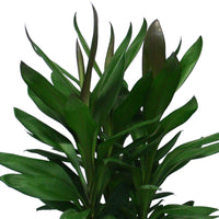 Épinard hawaïen Cordyline 'Glauca'