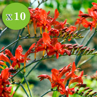 14x Vivaces - Mélange 'Bees and Butterflies' - Plants à racines nues