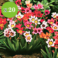 30x Bulbes de fleurs - Mélange