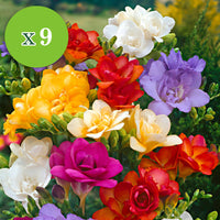 30x Bulbes de fleurs - Mélange