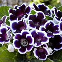 2x Gloxinia 'Kaiser Wilhelm' violet-blanc
