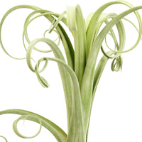 Bromélia Tillandsia 'Curly Slim' avec pot décoratif