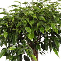 Figuier pleureur Ficus benjamina 'Anastasia' - tronc tressé