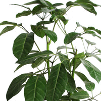 Arbre pieuvre Schefflera 'Amate'