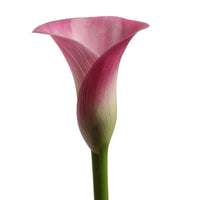 Arum 'Garnet Glow' Rose