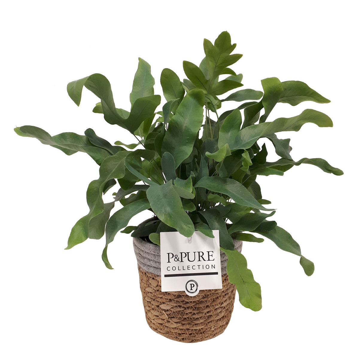 Orchidée Purple Passion Parfumée Orchidée Dendrobium Nobile Purple Passion - 2 Plantes Naturelles 30-40 Cm De Hollande Orchidées Dendrobium Orchidée Purple Passion Parfumée Orchidée Dendrobium Nobile Purple Passion - 2 Plantes Naturelles 30-40 Cm De Hollande Orchidées Dendrobium