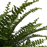 Fougère de Boston Nephrolepis 'Green Lady' incl. cache-pot en béton