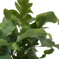 Fougère Phlebodium aureum Phlebodium 'Blue Star' incl. cache-pot en béton