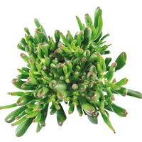 2x Succulente Plante de jade Crassula 'Hobbit' vert